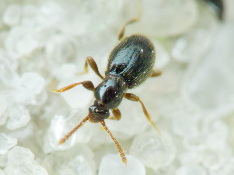 Scydmaenidae Leach, 1815